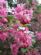  in SWINDON - Dave Summers (Local Gardener)