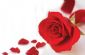 in SOLIHULL - RedRosePhotos in SOLIHULL - RedRosePhotos