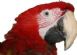  in HORNCASTLE - Scarletts Parrot Essentials