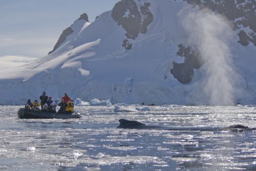 Whale watching Antarctica - Tour Operators Brecon