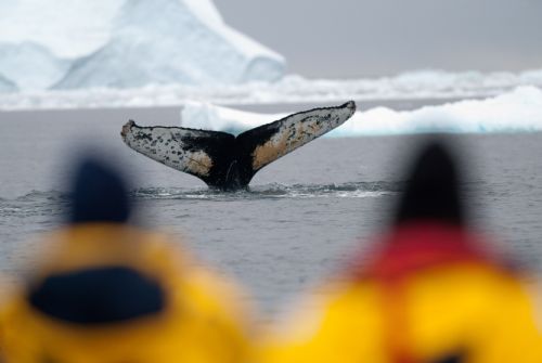Antarctica - Tour Operators Brecon