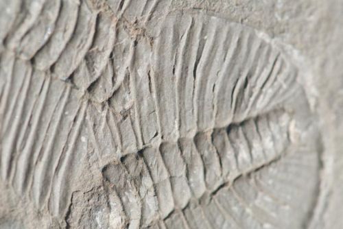 Trilobite - Tour Operators Brecon