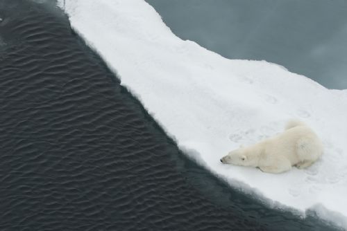 Polar Bear, Russian Arctic - Tour Operators Brecon