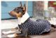 in LIVERPOOL - Wuff in Style in LIVERPOOL - Wuff in Style