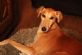 Pet Sitting in HARROW - Devoted 2 Dogs