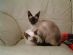  in WREXHAM - North West Siamese Cats