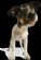 pet grooming in LONDON - Mucky Pups Groomers pet grooming in LONDON - Mucky Pups Groomers