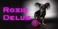 Pet Grooming in BIRMINGHAM - Roxie Delux