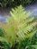 gardeners in CROWBOROUGH - CVJ Ash