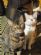 Pet Sitting in MILTON KEYNES - Purrfect Petsitting