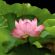 complementary therapy in DERBY - Laughing Lotus Health and Wellness