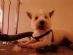 Dog Grooming in LOWESTOFT - Ems Mobile Dog Grooming