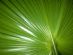 Plant Sales in SOUTHAMPTON - Palms-exotics Ltd