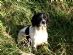 dog walkers in WARRINGTON - Warrington Dog Walking