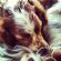 dog walkers in NORTHOLT - Dog Walk Plus dog walkers in NORTHOLT - Dog Walk Plus