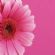 commercial cleaning in DUNDEE - Daisy Cleaning and Concierge Services