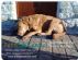  in HITCHIN - Pets Pawtential