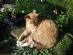 Pet Sitting in NEWCASTLE UPON TYNE - Home Alone 4 Cats