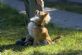 dog training in LONDON - Dog Trainer Alesya