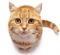 Pet Sitting in SHEFFIELD - Sheffield Cat Sitting