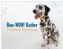 in BELFAST - Bow-WOW! Barber Dog Grooming Salon in BELFAST - Bow-WOW! Barber Dog Grooming Salon