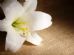 Funeral Services in EDINBURGH - Ewan Reynolds Funeral Planning Consultant