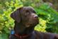 photographers in HARROGATE - Pets on Camera