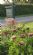 Plant Sales in NEWPORT - Barlow Nurseries