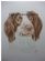 Pets and Animals in COVENTRY - Hayley Parkers Pet Portraits Pets and Animals in COVENTRY - Hayley Parkers Pet Portraits