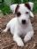 dog walkers in MAIDSTONE - Canine Companion Dog Walking and Sitting