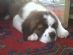 pet sitting in WIGAN - Jubilee Pet Services pet sitting in WIGAN - Jubilee Pet Services