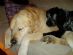 Pet Sitting in NORTH SHIELDS - Hounds Haven