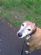 Pet Sitting in SOUTHAMPTON - Loveadog