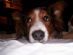 in ASHTON-UNDER-LYNE - Gizmo's Pet Services in ASHTON-UNDER-LYNE - Gizmo's Pet Services