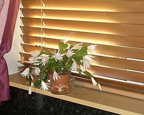 50mm Wooden Venetiab blind in Maple - Window Blind Suppliers Northampton