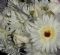 Wedding Flowers in CHESTERFIELD - Flowers by Beryl