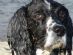 pet sitting in MANCHESTER - Middleton Walkies / Pet Sitting pet sitting in MANCHESTER - Middleton Walkies / Pet Sitting