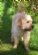 dog walkers in WAKEFIELD - Dogs and Walks Wakefield