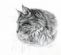 in DALKEITH - Ceefirrkatz Norwegian Forest Cats and Kittens in DALKEITH - Ceefirrkatz Norwegian Forest Cats and Kittens