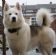 in ELY - Diva's dog grooming in ELY - Diva's dog grooming