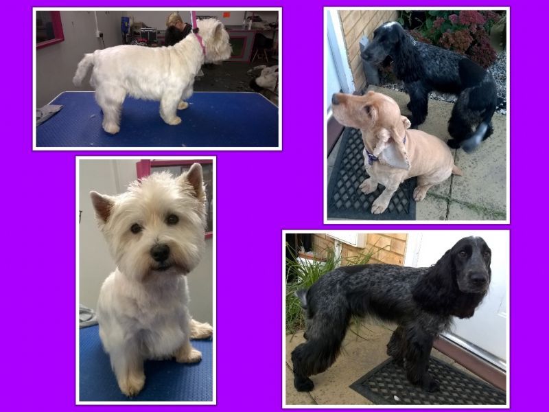 Snip And Clip Dog Grooming Snip And Clip Dog Grooming