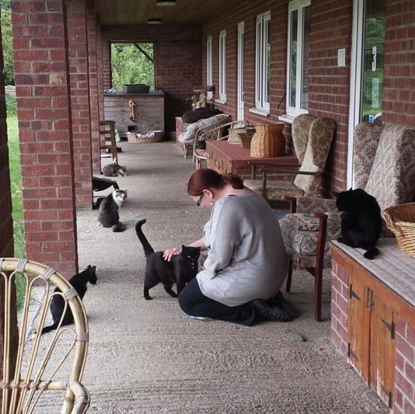 Feline Care Cat Rescue Animal Rescue Centre in East Harling, Norwich (UK)