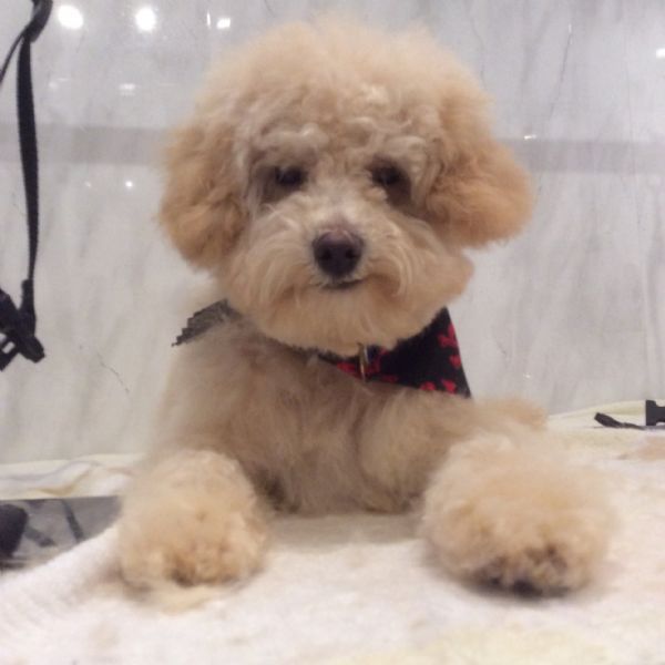 Handsome Hounds Dog Grooming Handsome Hounds Dog Grooming