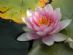 Yoga in GODALMING - Vinyasa Yoga School Yoga in GODALMING - Vinyasa Yoga School