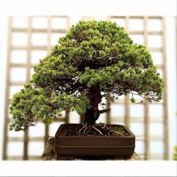 Herons Bonsai Garden Centre in Newchapel, Lingfield (UK)