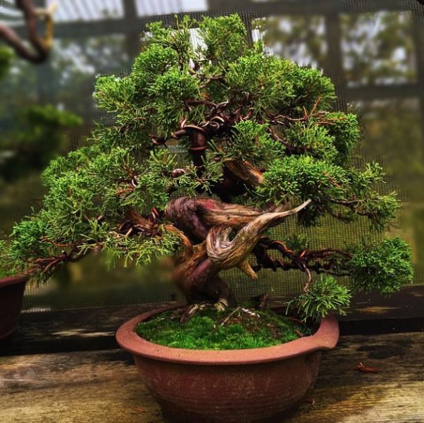 Herons Bonsai Garden Centre in Newchapel, Lingfield (UK)