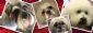  in HASTINGS - Pawfect Pooch Salon