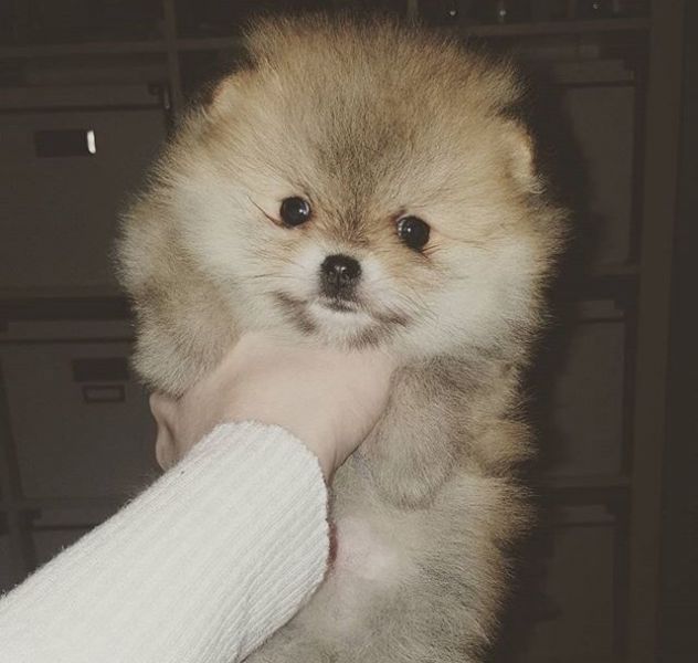 pomeranian boo puppies for sale prestige pomeranians pet and animal service in rossendale uk pomeranian boo puppies for sale prestige pomeranians pet and animal service in rossendale uk