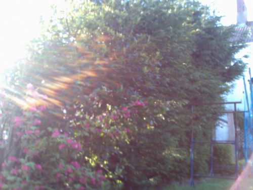 Small tree boarder. - Home and Garden Maintenance Companies Cardiff