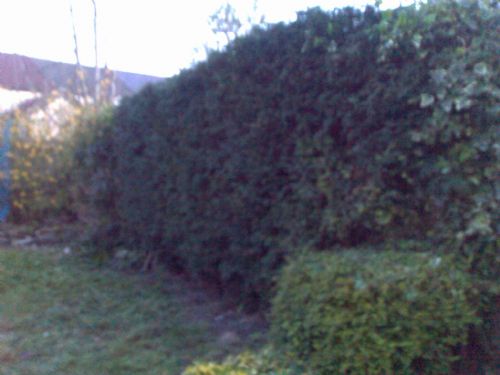 Small tree boarder cut to spec. - Home and Garden Maintenance Companies Cardiff